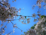 0409sakura01.JPG