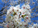 0409sakura02.JPG