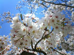 0409sakura03.JPG