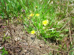 0409tanpopo.JPG