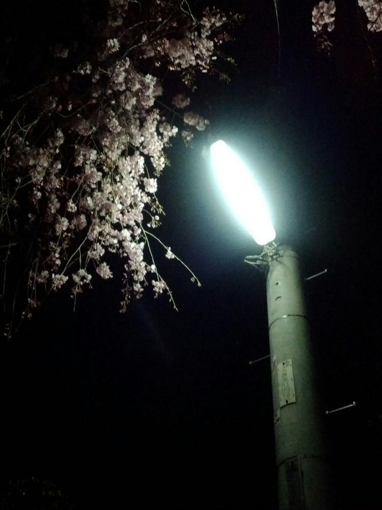 夜桜とライト