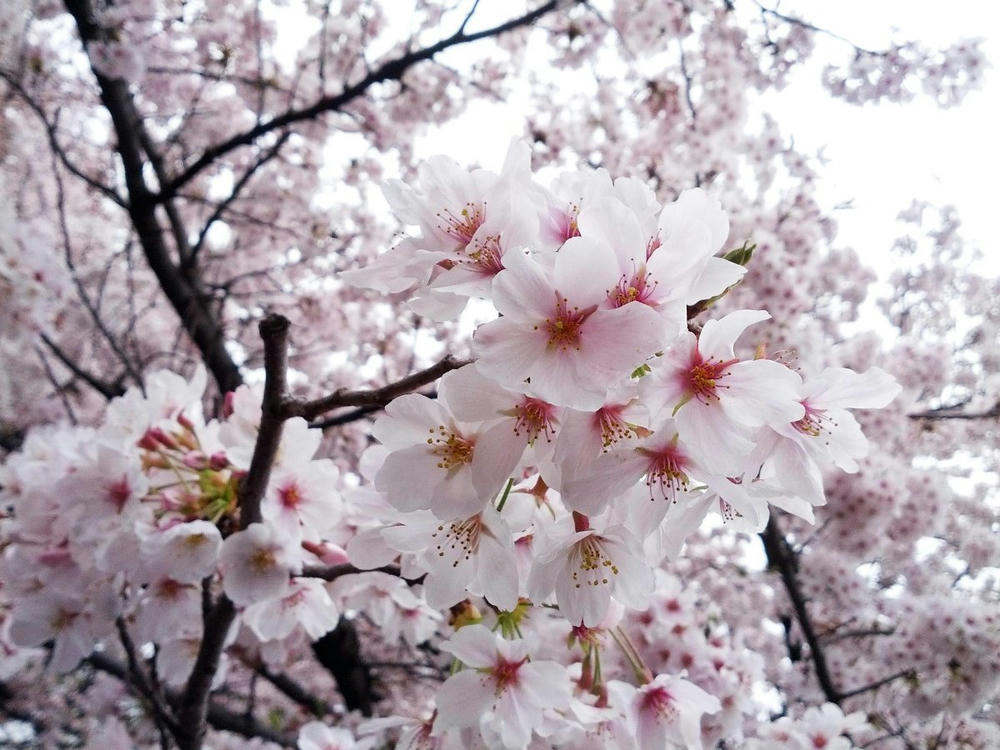 穴場の桜にて