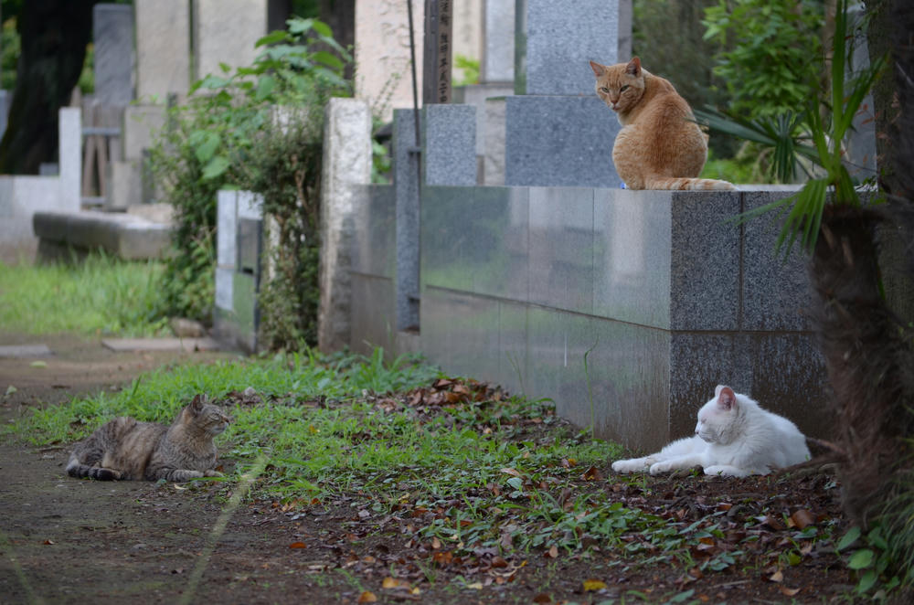 三色