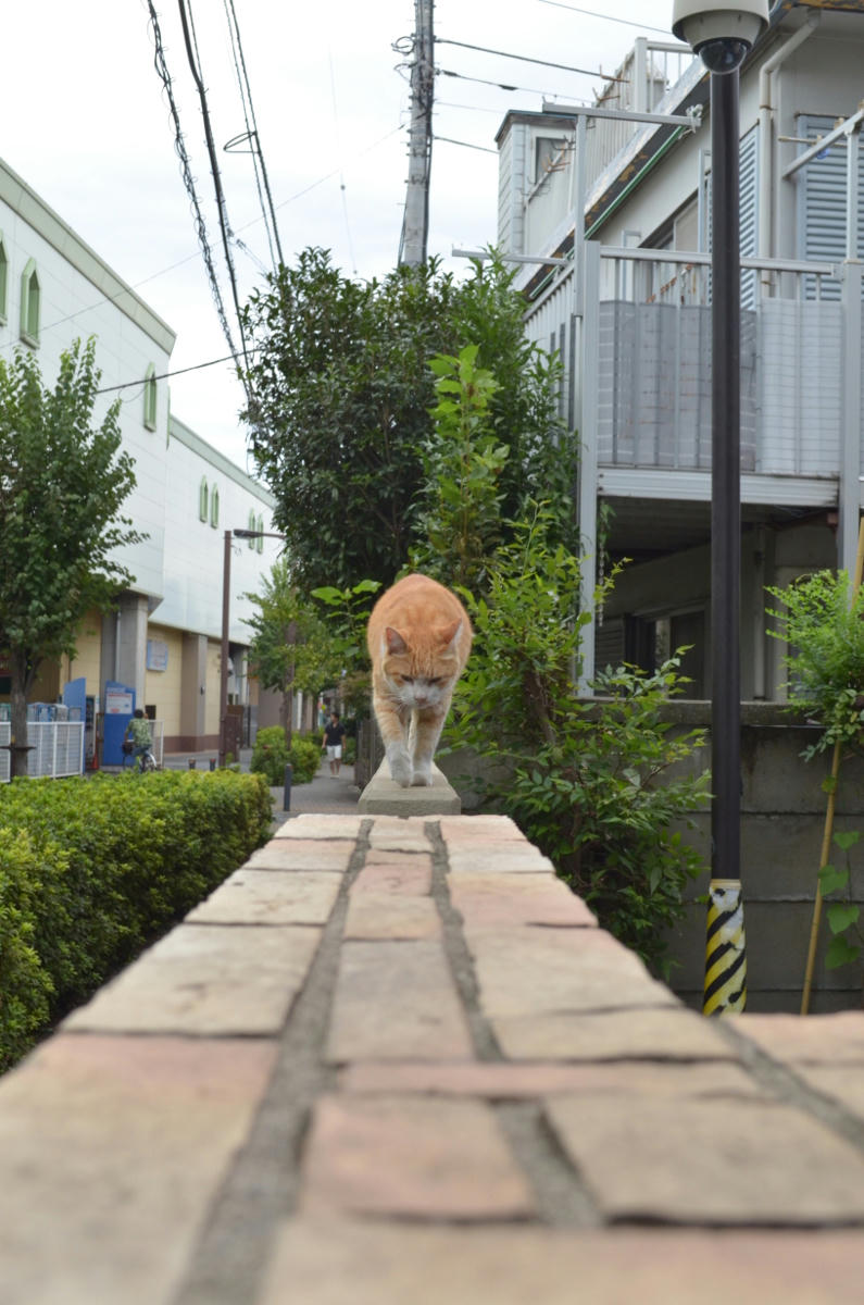 近寄ってくる