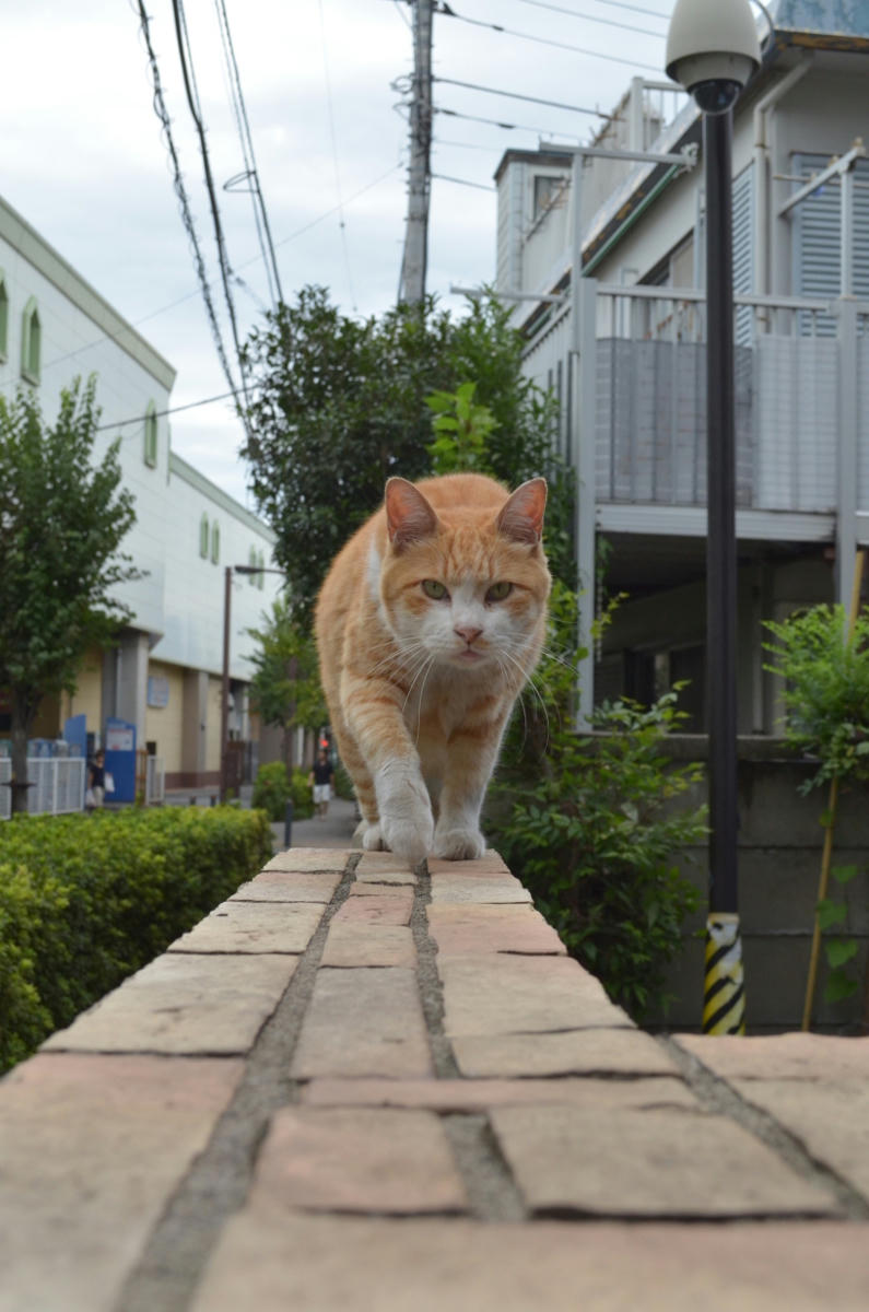 近寄ってくる