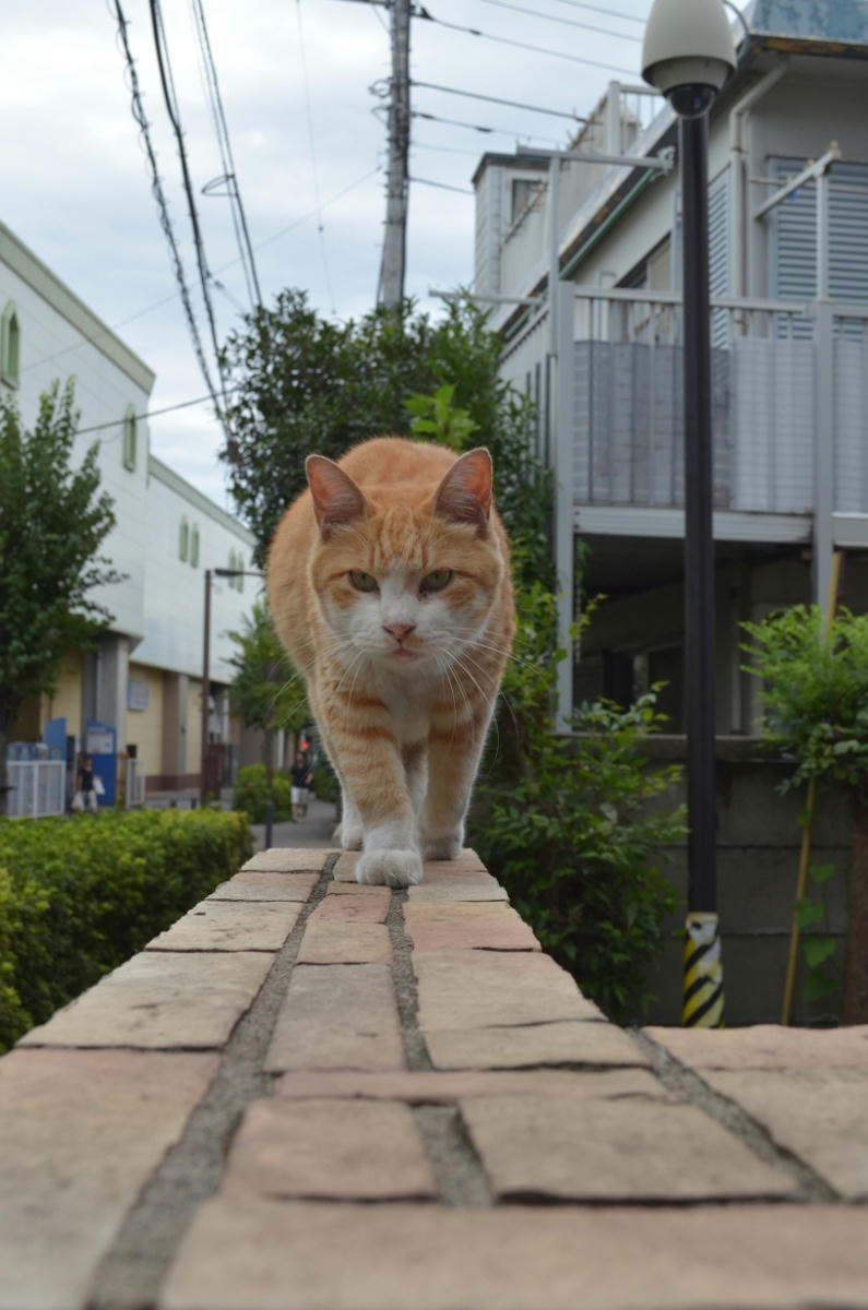 近寄ってくる