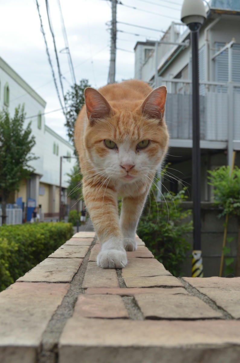 近寄ってくる