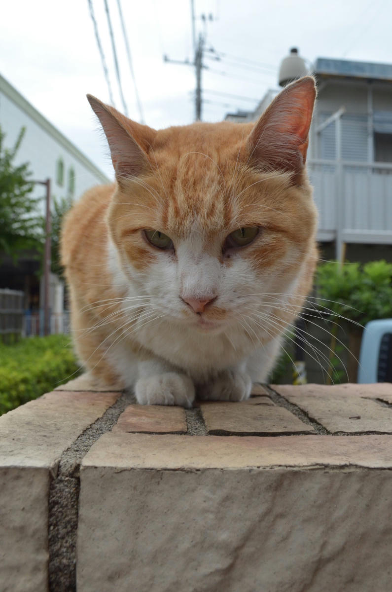 近寄ってくる