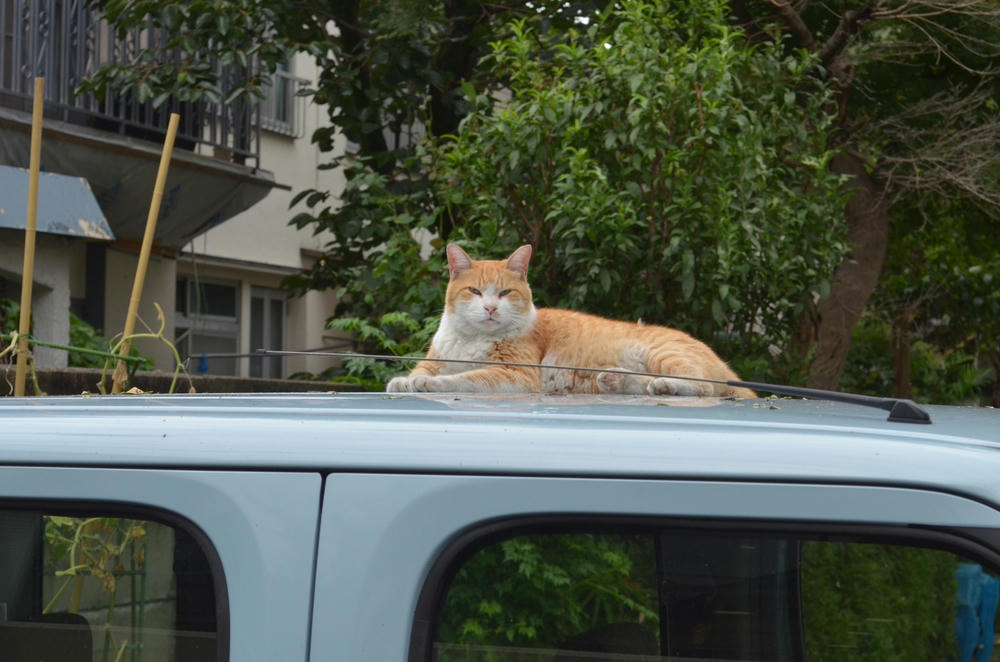 近寄ってくる