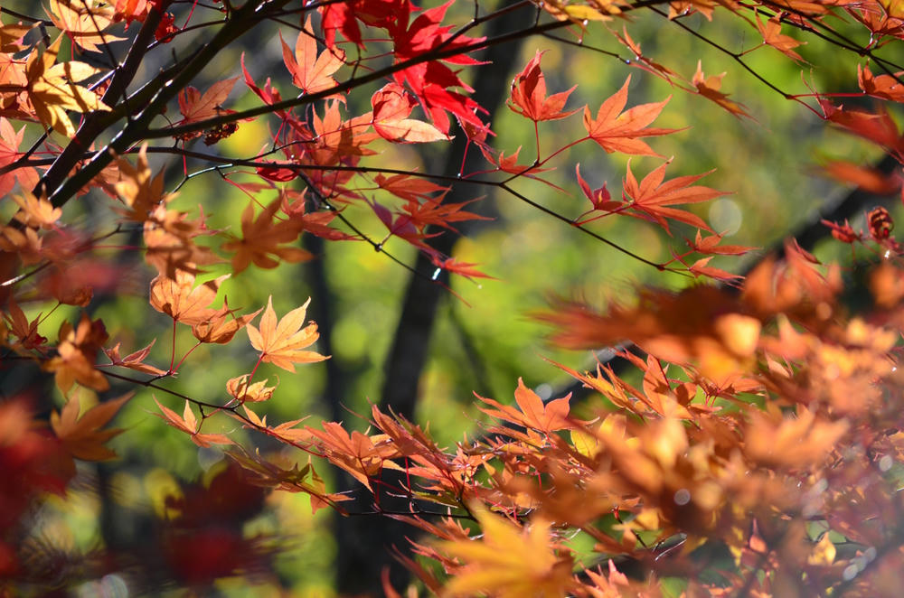 紅葉のはじめ