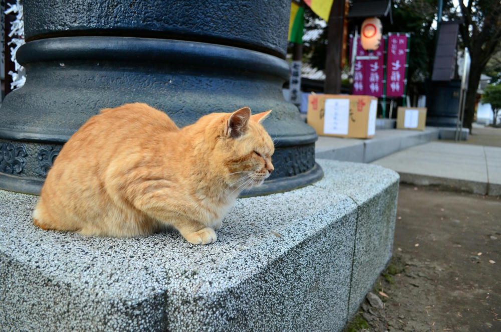 川越、蓮馨寺にて