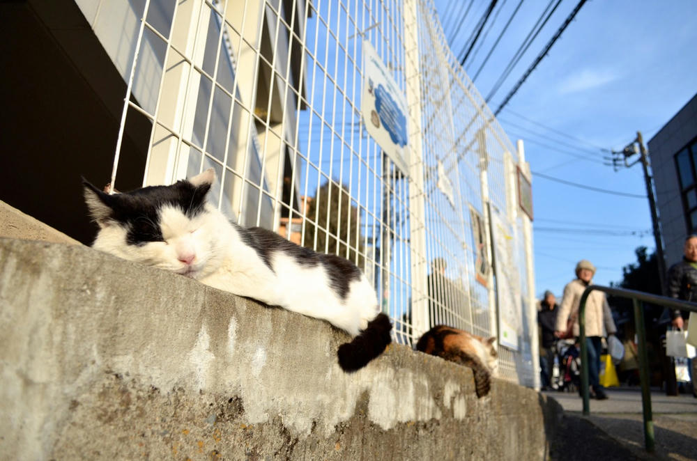 猫、寝る。