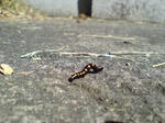 DSC00276.JPG