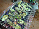 DSC00462.JPG