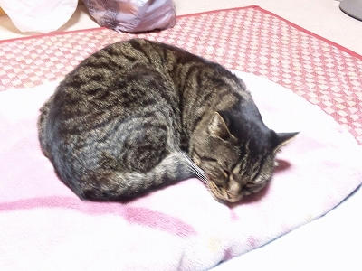 ぬこ