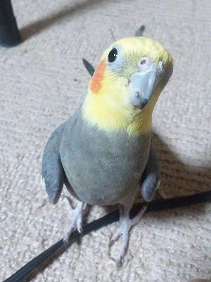 天使なオカメ