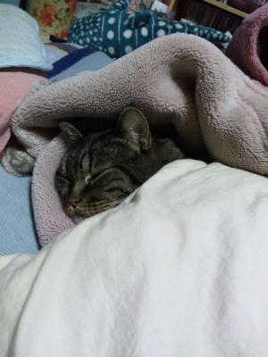 ぬこ