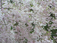 c99d3929.jpg