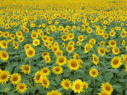 blog20070812_2.jpg
