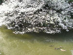 2008_4_4_2.jpg
