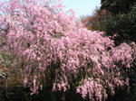 2008_4_4_7.jpg
