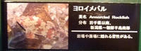 ヨロイメバル