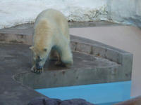 水辺のシロクマたん
