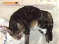 ねこにゃんソード
