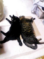 ねこのーひらきー