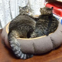 ねこセット