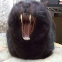 ねこあくび