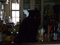 闇の黒猫