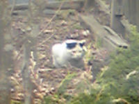 ぶちにゃん