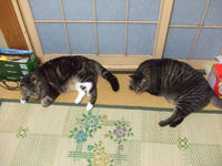 たっこ＆きっこ