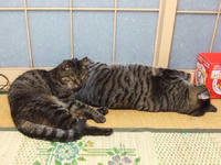 きっこ＆さっこ