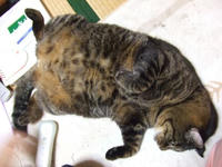 肉猫さっこ