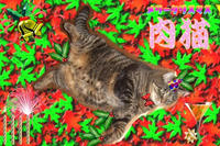  肉猫