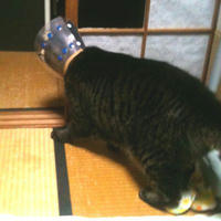 エリザベスさっこガンガンゴンゴン