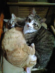 PAP_00131.JPG