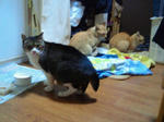2011042520330000.jpg