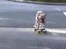 スケボー犬
