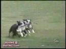 犬