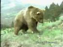 Cougar vs bear
