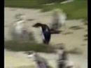 ノリノリペンギン