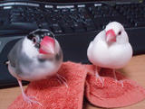 タオルって気持ちいいよね。｜(これってタオルって言うのね、覚えとこっと)