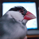 あたしも載せてもらえるのかなぁ 