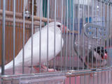 ここ、早く開けてくれないかしら 