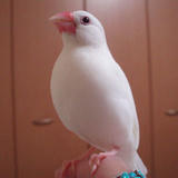 今日は文鳥の日なんですって 
