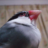 文鳥の日ってなんだろう？