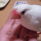 やっぱりアタシが先に食べるのが筋ってもんよね